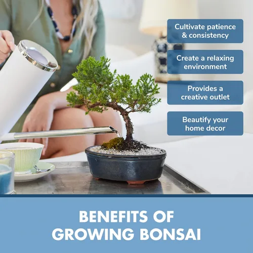 Miniatura 6 de Kit de principiantes de semillas de árbol Bonsai, Mini juego de cultivo de plantas Bonsai, 4 tipos de semillas, macetas, tijeras de podar