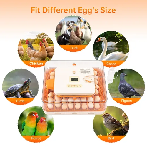 Miniatura 7 de Incubadora de 56 huevos para incubar huevos, girador automático inteligente y control de humedad, vista de 360°, vela incorporada Kit de eclosión