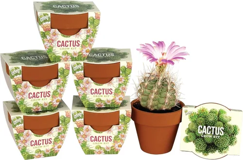 BUZZY Semillas de terracota Mini macetas de cultivo | Kit de iniciación de hierbas, plantas, flores para niños y adultos | Mini cactus paquete de 6