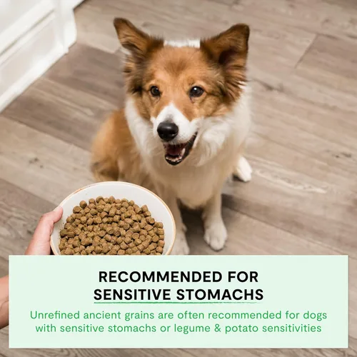Miniatura 3 de Open Farm, Alimento seco para perros con granos ancestrales, rico en proteínas y nutrientes, 90% de proteína animal mezclada con frutas, verduras