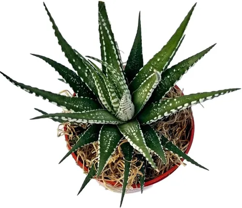 Miniatura 5 de Cadena de perlas (Senecio Rowleyanus) - Plantas vivas rastreras totalmente enraizadas y en floración - Rara planta de interior para decoración