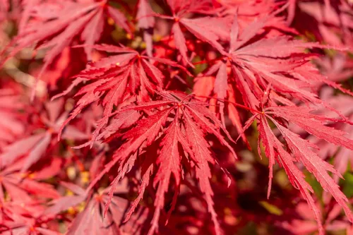 Miniatura 6 de 10 INABA SHIDARE Maple Weeping Red Laceleaf Japanese Acer Palmatum Dissectum Tree Seeds