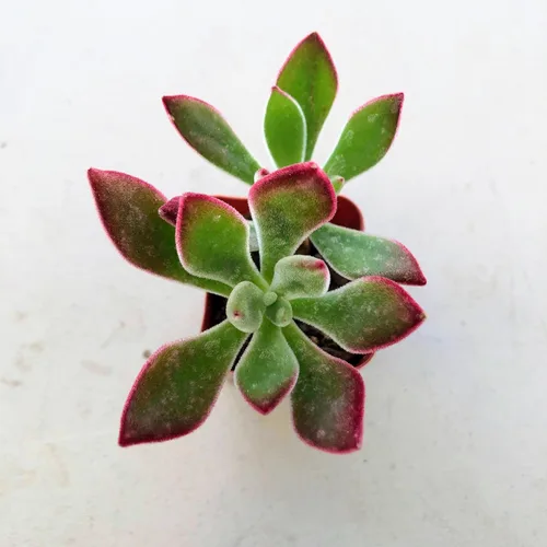 Miniatura 9 de Blissful Echeveria Alpen Glow 4" Pot Live Succulent Pink Purple Rosette Plant Easy 2 Grow, Perfect for Wedding, Party Favor and Succulent