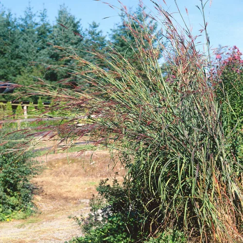 Miniatura 6 de Outsidepride Semilla de hierba azul grande de andropogon perenne, 1 libra, temporada cálida, resistente a la sequía, semillas de hierba de pradera