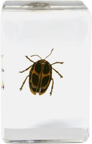 Miniatura 6 de Celestron Bugs 3D reales en resina transparente - Juego de 4 piezas incluye espécimenes de escorpión, cigarrilla, tejedor de orbes y escarabajos