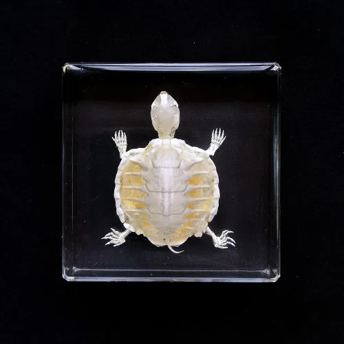 Especímenes de esqueleto de tortuga real en manualidades de pisapapeles de resina, colección de taxidermia de animales para educación científica y
