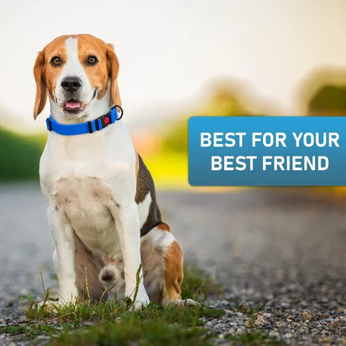 Miniatura 8 de Collar de perro ajustable con código QR identificación adjunta, fabricado en Estados Unidos, collar de perro resistente al agua con hebilla de Azul