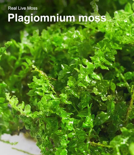 Miniatura 9 de Real Live Moss - Paquete variado (cada uno de 3.5 x 7 pulgadas), musgo real decorativo para terrarios, mini jardines, plantas en maceta y bonsái