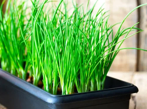 Miniatura 5 de Semillas de cebolla verde en racimo de cebolletas alrededor de 300 semillas sin OMG para plantar