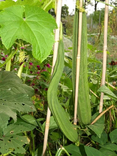 TomorrowSeeds - Bonanza - Semillas de calabaza Luffa en ángulo - Más de 50 unidades - para plantar calabazas en ángulo acanaladas 2026 melón