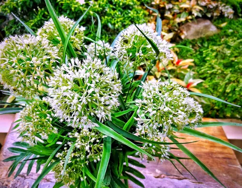 Miniatura 8 de Semillas de ajo silvestre más de 100 semillas para cultivar Allium Ursinum Ramsons de larga vida perenne para plantar en primavera u otoño