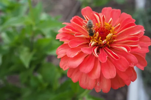 Miniatura 5 de Plant Good Seed Organic Benary's - Semillas gigantes de zinnia de coral para plantar: flor cortada para clima cálido, flores apiladas doble, paquete