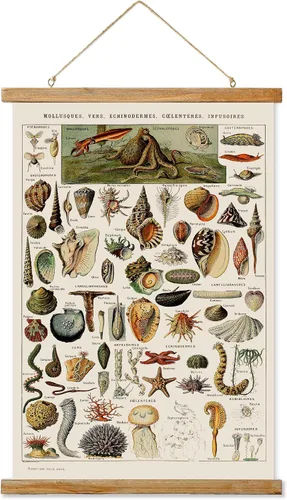 Miniatura 26 de Ovfovy Póster vintage de hongos con marco de madera, estilo retro de pintura botánica de pared, póster de tabla de referencia ilustrativa para sala