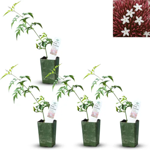 Miniatura 41 de Hibisco Rosa. rosa-sinensis. Planta Viva - Hibisco Tropical Floreciente, Flores Bonitas, Usado en Té y Jugo (2 Plantas de Hibisco Rosa)