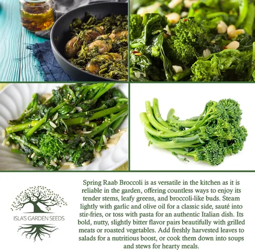 Miniatura 6 de Semillas de brócoli Raab Rapini de primavera, 300 semillas por paquete, semillas sin OMG, nombre botánico: Brassica oleracea, Isla's Garden Seeds