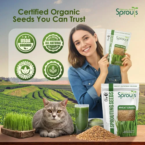 Miniatura 7 de Nature Jims Sprouts Semillas de pasto de trigo – Semillas orgánicas sin GMO para plantar, kit de plantador de hierba gatera y germinación – Bolsa