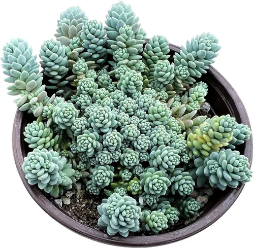 Miniatura 13 de Sprout N Green Aeonium - Almohadilla de lirio, planta suculenta viva totalmente enraizada en maceta de 4 pulgadas, oficina en casa, decoración