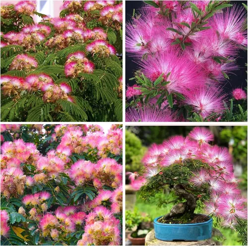 Más de 75 semillas de árbol de mimosa para plantar al aire libre, árbol Julibrissin de Albizia, planta de flores de seda rosa persa, flores rosas,