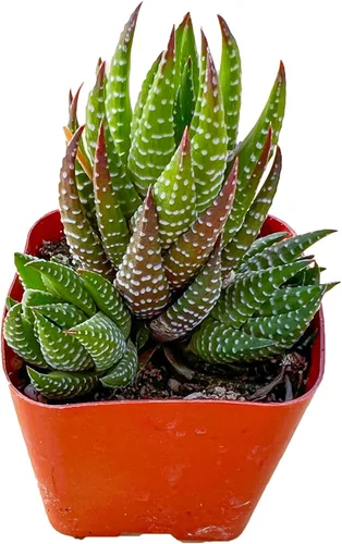 Miniatura 16 de Sprout N Green Pachyphytum compactum, 1 planta suculenta viva totalmente enraizada en macetas de 2 pulgadas con mezcla de tierra, planta de casa