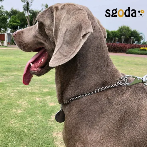 Miniatura 3 de SGODA Collar de estrangulador de entrenamiento para perros con cadena, longitud total: 22 pulgadas, 0.118 in Acero inoxidable 304