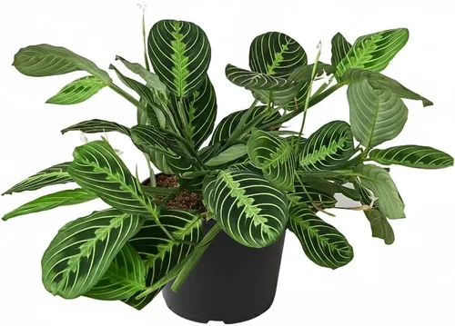 Miniatura 28 de Árbol de dinero trenzado de tocón de Pachira (4 pulgadas), plantas de interior de la suerte, plantas de interior decorativas únicas de 4/6 pulgadas