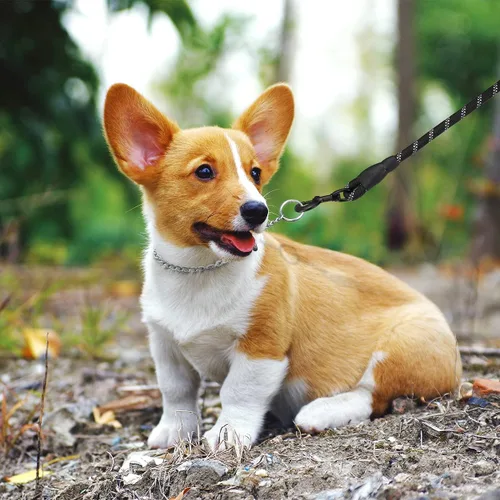 Miniatura 6 de TagME Collar de cadena para perros, collar ajustable a prueba de clima para perros pequeños y cachorros, collar de entrenamiento de mascotas
