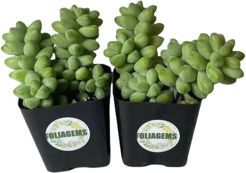 Miniatura 7 de Plantas suculentas vivas de USKC (juego de dos macetas de 2 pulgadas) (Anacampseros rufescens variegata)