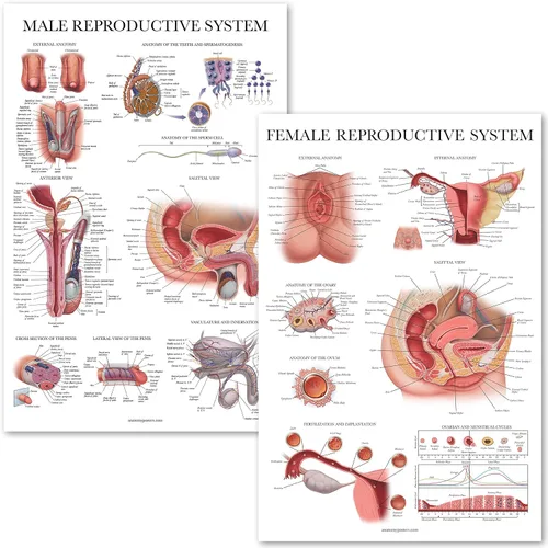 Palace Learning Paquete de 2 gráficos anatómicos del sistema reproductivo masculino y femenino, juego de carteles de anatomía masculina y femenina,