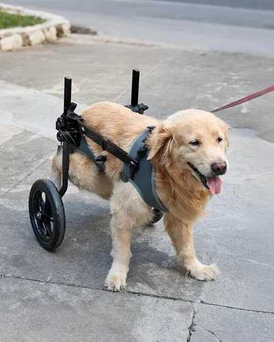 Miniatura 11 de Silla de ruedas ajustable para perros pequeños para patas traseras, rueda texturizada mejorada de 5.5 pulgadas, mascotas discapacitadas, soporte