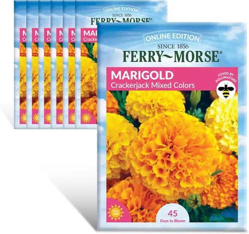 Miniatura 6 de Ferry-Morse Online Edition Tomato Supersweet 100 semillas híbridas – Alta tasa de germinación, sin OGM – Paquete de 8 Tomato Supersweet 100 Hybrid