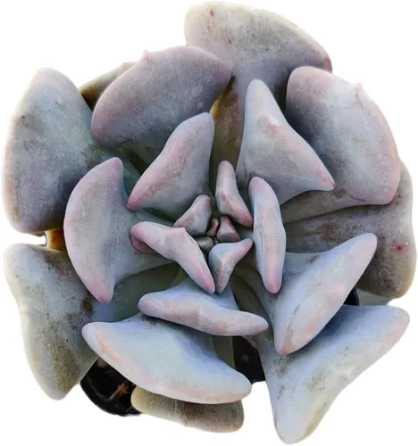 Miniatura 14 de Plantas suculentas de cactus vivos de USKC (maceta de 2 pulgadas Echeveria Blue Bird)