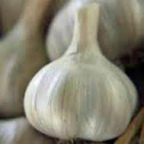 Miniatura 3 de Bulbo de ajo (paquete de 8), bombilla de ajo fresca de California SOFTNECK para plantar y cultivar tu propio ajo