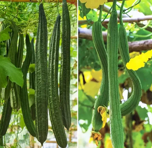 Más de 30 Semillas de Luffa y Calabaza Lisas de Luffa de Ángulo Largo, Semillas de Frutas Vegetales Comestibles Tropicales Jardín Asiático Luffa