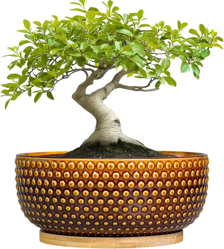 Miniatura 12 de Macetas para suculentas de 8 pulgadas - Macetas de bonsái de cerámica para plantas de interior, maceta con agujero de drenaje y platillo, maceta