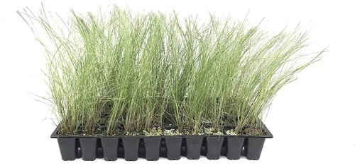 Hierba Muhly rosa - 3 plantas vivas - Muhlenbergia Capillaris - Hairawn Muhly - Hermoso follaje ornamental floreciente de bajo mantenimiento