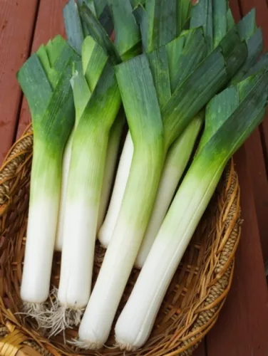 Miniatura 3 de Semillas de cebolla de puerro gigante sin OMG vegetal para plantar