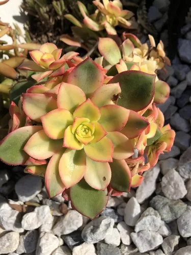 Miniatura 4 de Blissful 5 Rosetas de Aeonium de 2 a 6 pulgadas, raras 5 variedades únicas. Fácil de cultivar, tolerante a la sequía y perfecto para regalos
