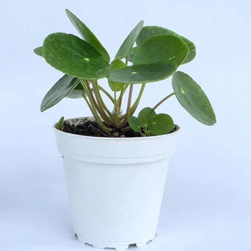 Miniatura 2 de Planta de dinero china viva (Pilea Peperomioides) Disponible en maceta de vivero de 2.5 pulgadas y 4 pulgadas o añade nuestra maceta geométrica