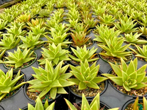 Miniatura 3 de ragnaroc Plantas suculentas vivas – Echeveria Agaviodes Ebony, enraizadas en maceta de 4 pulgadas – 1 unidad – Llegada viva garantizada – Plantas