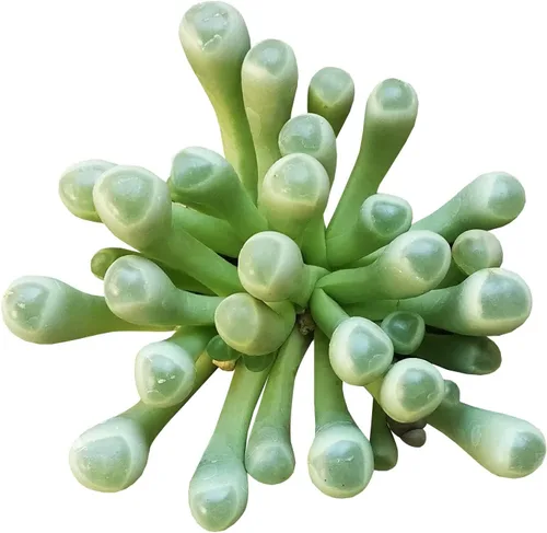 Baby Toes Fenestraria Aurantiaca Succulent (2 pulgadas sin maceta) | Suculenta rara para ideas de regalo