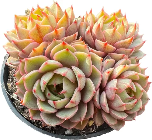 Plantas suculentas vivas raras Echeveria Ben Badis, plantas de 3-4 cabezas naranjas de 3.5" vivas, paquete sin maceta y tierra, para jardín,