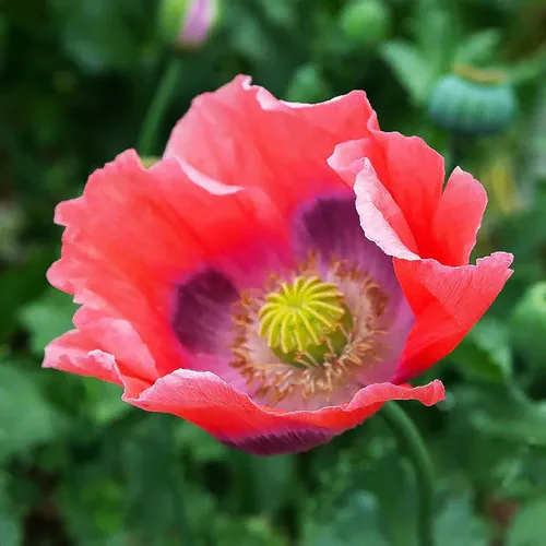 Semillas gigantes de amapola rosa para plantar, 300 semillas de flores frescas, flores silvestres de doble floración, cultivadas en los Estados