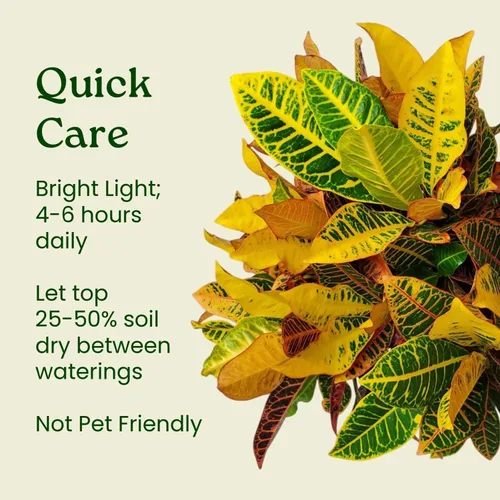 Miniatura 6 de Tropical Plants of Florida Croton Petra - Planta viva de 1 galón, 12 a 16 pulgadas de alto, planta de follaje abigarrado para interiores