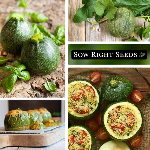 Miniatura 4 de Sow Right Seeds - Semilla redonda de calabacín para plantar - Paquete de reliquia sin OMG con instrucciones para plantar un huerto casero - Calabaza
