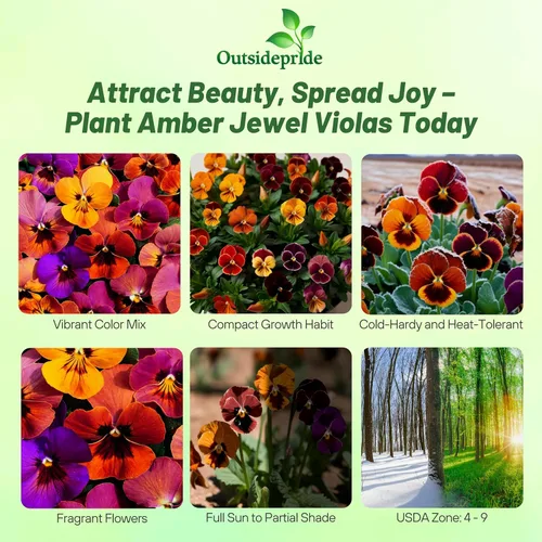 Miniatura 2 de Outsidepride Amber Jewel Mix Viola - Semillas de pensamiento para plantar, 50 unidades. Flores anuales, extendidas, resistentes al frío y aptas