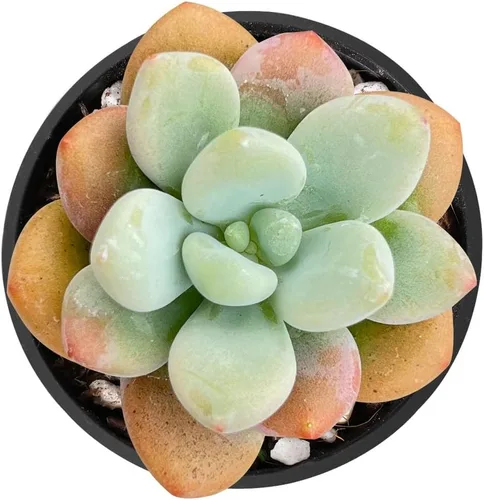 Miniatura 18 de Sprout N Green Echeveria 'Snow Angel', suculenta viva totalmente enraizada en maceta de 2 pulgadas, planta de casa para el hogar, oficina, boda