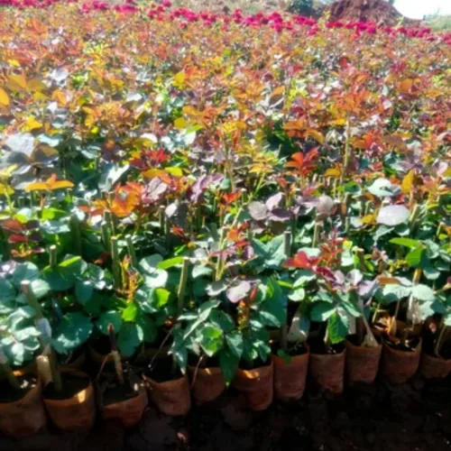 Miniatura 5 de Plantas vivas de rosas trepadoras, rosales listos para plantar, sin maceta, podados, bien enraizados, de 6 a 8 meses de edad (Fourth of July)