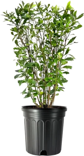 Miniatura 11 de Mirto de cera 20 plantas vivas Myrica Cerifera Arbusto de crecimiento rápido, pantalla de privacidad, follaje de hoja perenne, ornamental