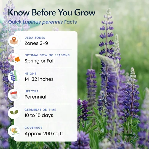 Miniatura 5 de Created by Nature Blue Lupine Seeds, 750 semillas de flores silvestres perennes