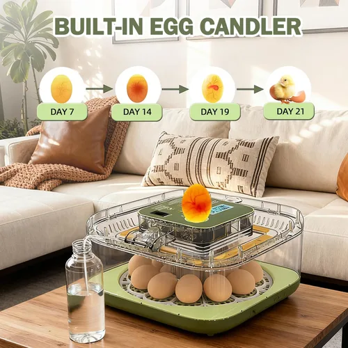 Miniatura 5 de XOTTI Incubadora para incubar huevos, 12 incubadoras de huevos con control de temperatura y humedad, girador automático, vela, visualización de 360°